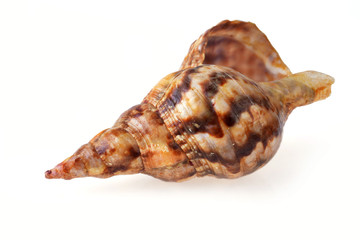 sea shell