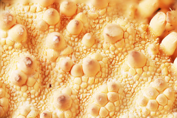 texture of sea shells