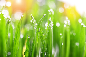 Fototapeta na wymiar fresh green grass with water drops