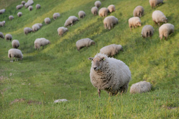 sheep on a hill