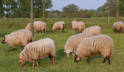 Obraz premium sheep on a hill