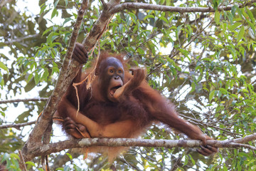 Naklejka premium Young Orangutan sucking thumb