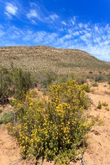 Fototapete Savanna forest landscape and blue sky in Cape Town, South Africa © bomboman