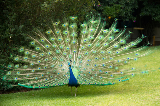 Fototapeta Peacock