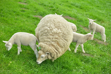 Obraz na płótnie Canvas sheep and lambs