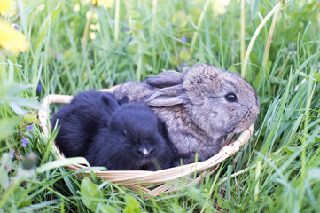 Two little rabbit