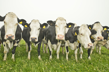 cow in a meadow