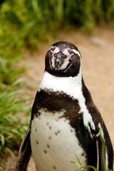 Humbold Penguin
