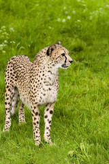 Cheeta