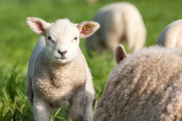 Naklejka premium lamb