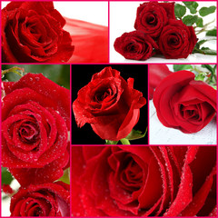 Beautiful roses collage, close up