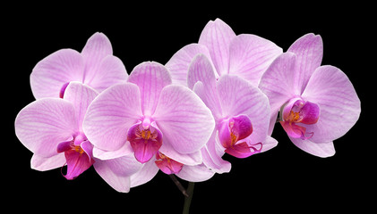 Fototapeta premium magenta orchid