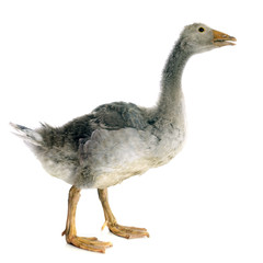 gray gosling