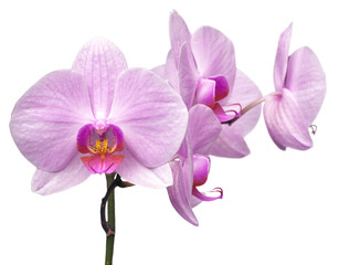 Plakat magenta orchid