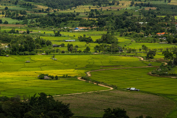 Fototapeta na wymiar rice field and hut