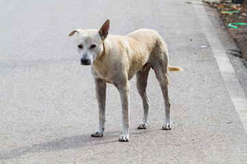 Stray Dog