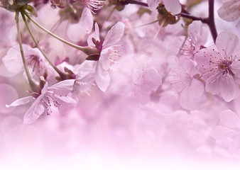 Cherry blossoms. Spring postcard
