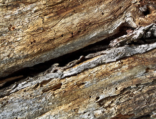 Old oak texture