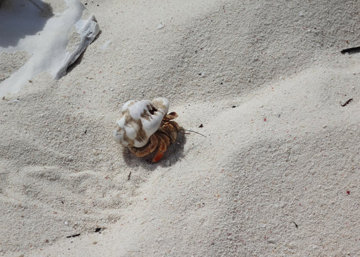 Ein kleiner Einsiedlerkrebs, der über den Strand von Bonaire krabbelt