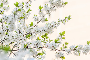 Cherry tree branch