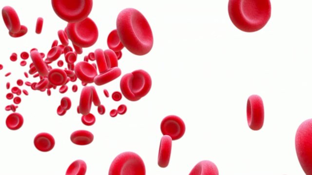 Red blood cells flowing. HD with Alpha