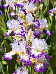 Irises white and purple