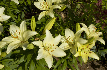 White lilies