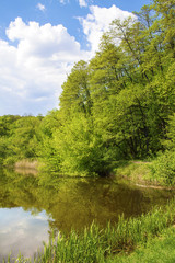 Forest on the lakeside