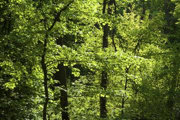 Maple and hornbeam forest in spring