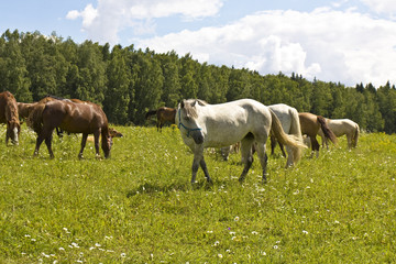 White and brown horses