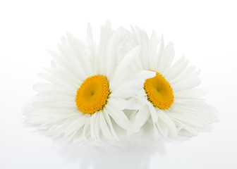 Two chamomile flowers with leaves