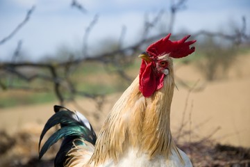 Photogenic rooster