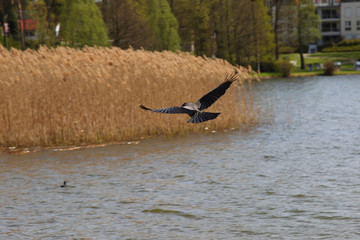 Fliegende Krähe