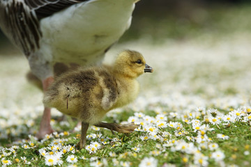 Greylag Goose, Anser anser