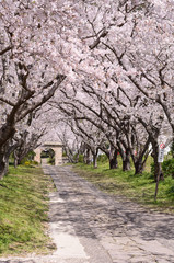 桜のアーチ