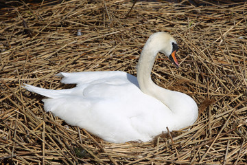 Schwan im Nest