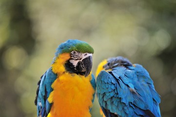 ルリコンゴウインコ