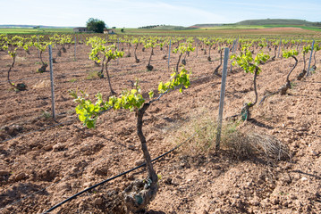 Fototapeta na wymiar Vineyard at Castilla-La Mancha (Spain)