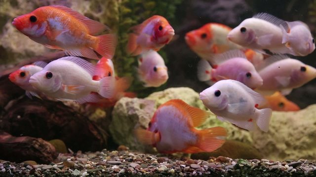 Tropical freshwater aquarium 