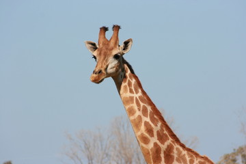 Obraz premium Jirafa