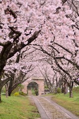 Fototapeta na wymiar 桜のアーチ