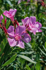 Nerium Oleander Flowers