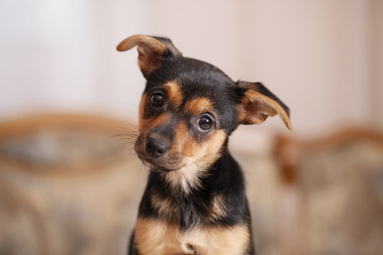 zwergpinscher
