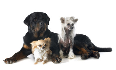 Obraz premium three dogs