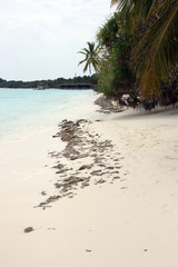 Fototapeta na wymiar Playa de las Islas Maldivas