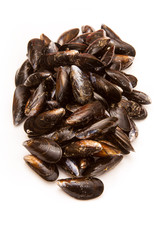  Mussels on a white studio background.