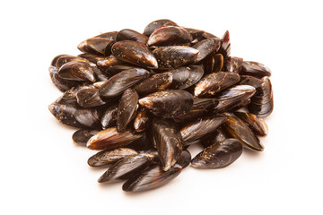 Mussels on a white studio background.