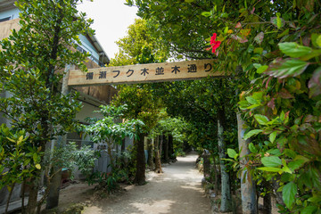 備瀬のフクギ並木通り