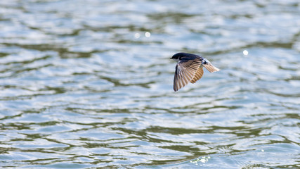 Tree Swallow Over the Water