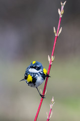 Obraz premium Yellow-Rumped Warbler